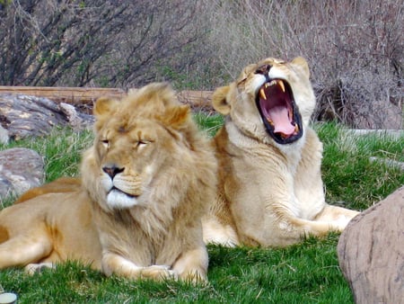 Big Yawn - lions, sleep, lioness, yawn, lion, teeth