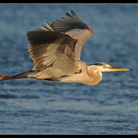 Great Blue Heron In Flight
