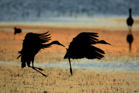 Sunset Herons - birds, sunset, beach, cranes, herons