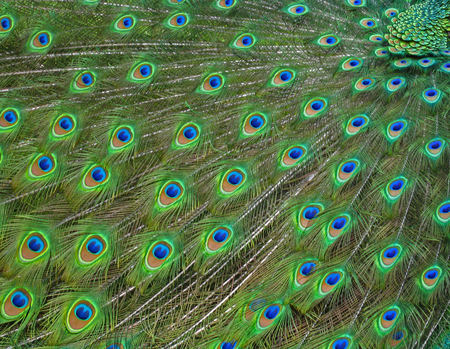 Peacock Wave - peacock, feathers, wave, bird, birds