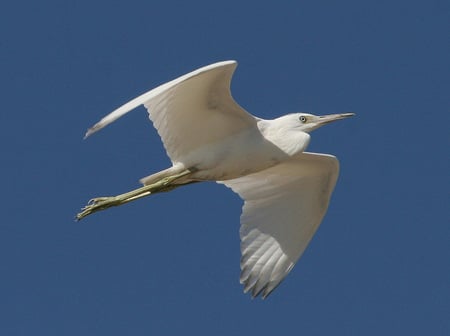 Egret In Flight - white, sky, bird, flight, egret