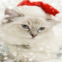 Christmas Cat