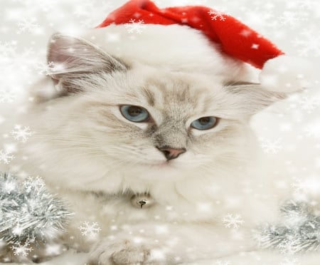 Christmas Cat - pretty, cat face, magic, eyes, paws, holiday, kitten, red, magic christmas, cats, face, merry christmas, xmas, blue eyes, happy new year, beautiful, christmas cat, photography, beauty, lovely, sweet, cat, christmas, white, new year, cute, adorable, animals, kitty