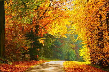 Going Through Autumn - autumn, trees, photography, path, fall, beautiful, orange, green, tree