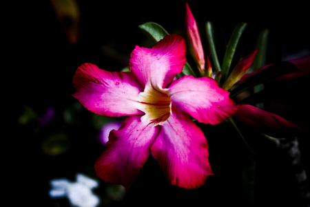 Pink beauty-for Sellina - flowers, nature, beauty, colors, petals, pink