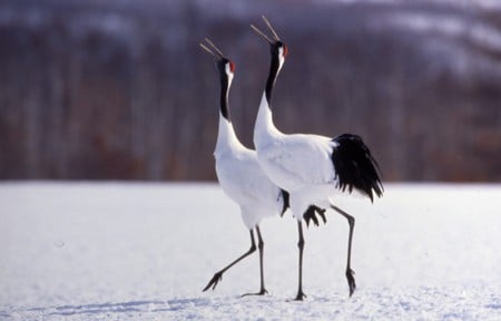 Japanese Cranes Calling - forest, japanese cranes, snow, black and white, birds