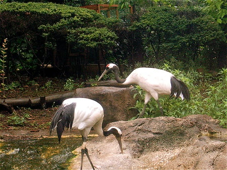 In The Gardens - black and white, japanese cranes, birds, gardens