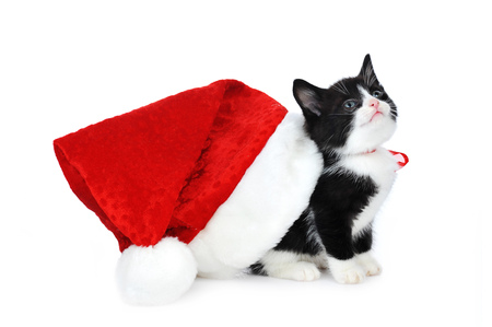 kitten - celebration, animal, kitten, merry christmas, nice, hat, happy new year, beautiful, photography, small, cool, sweet, baby, cat, christmas, santa, feline