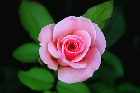 Pure pink-for Luiza - roses, gift, nature, luiza, dreamer-girl, pink, green, flowers, beauti