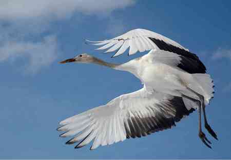 Coming In For A Landing - flight, japanese crane, landing, bird