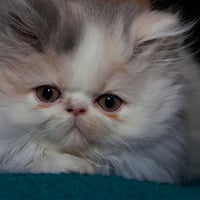 Persian Kitten