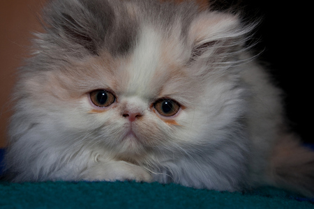 Persian Kitten - pretty, persian, white, kitten, brown, small, closeup