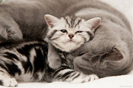 Cats Love - sleeping, nice, cat, grey, kitten