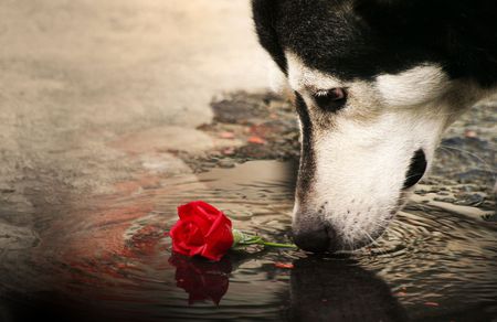 The Dog and the Rose - red, dog, animal, rose, anomals, flower