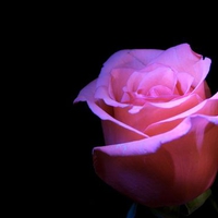 Pink rose