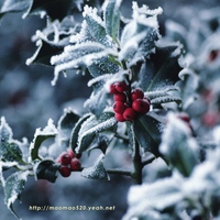 christmas-holly-picture