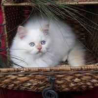 Christmas white kitten