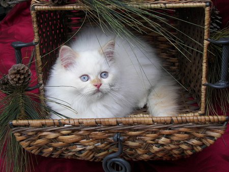 Christmas white kitten - white, kitty, sweet, persian, christmas