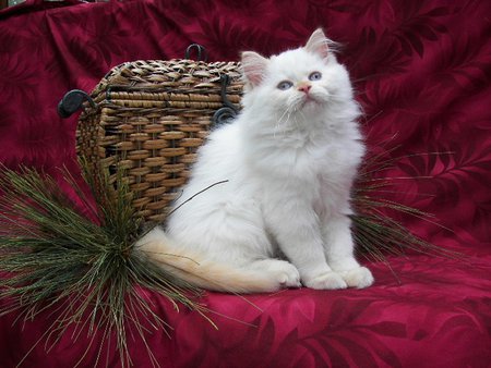 Possing kitten - christmas, persian, white, sweet, kitty