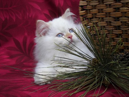 My sweet look - white, kitty, sweet, persian, christmas