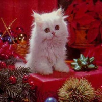 kitty