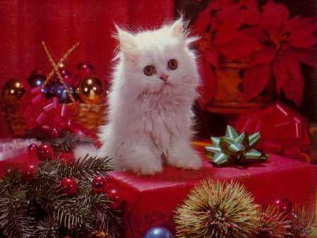 kitty - white, animals, red, kitty, pet, cute, christmas