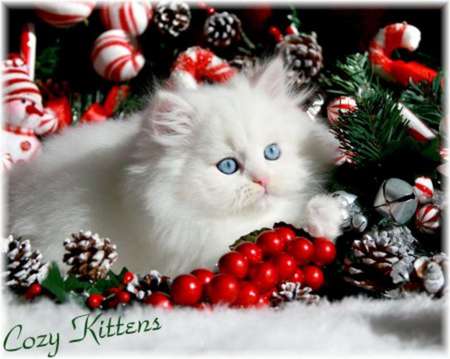 I am waiting for Santa - kitty, waiting, pet, christmas, white, santa, sweet, candies, cute