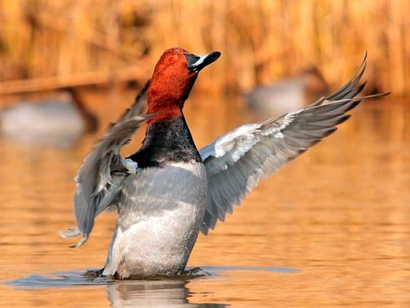 Cool Duck - picture, duck, cool, beautiful