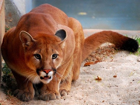 Big Cat - big, picture, beautiful, cat