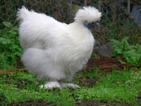 Silky Bantam - silky, bantam, picture, cool