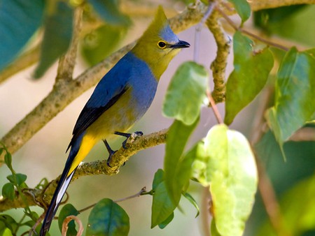 Long Tailed Flycatcher - bird, picture, beautiful, flycatcher, long tailed