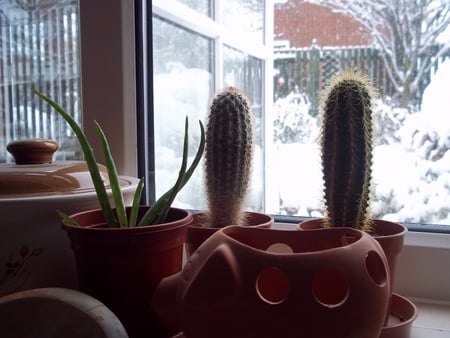 Plants And Snow - snow, plants, winter, cactus