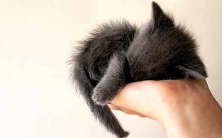 baby kitten sleep - sleep, baby, hand, cute, kitten