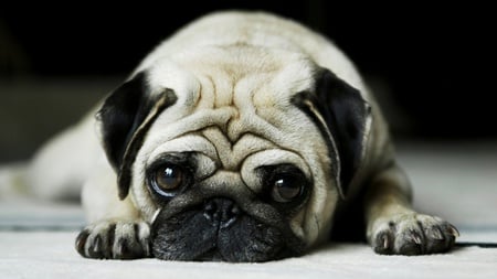 Mr. Handsome Contest: Vote For Me If You Think I'm Cute! - pug, sad puppy eyes, cuddly, cute, dog, adorable