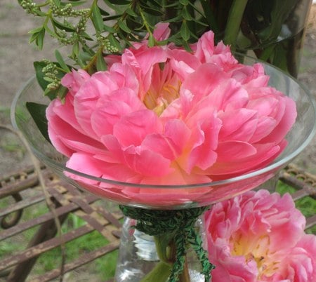 still life - flowers, pink, still life, peonies