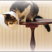 Cat in Cone Collar