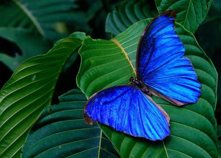 hypochiona - nature, animals, blue, butterflies