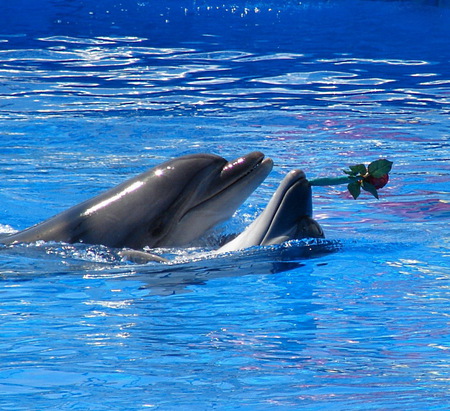 dolphin love rose - water, nature, blue, dolphin, rose, love, animals