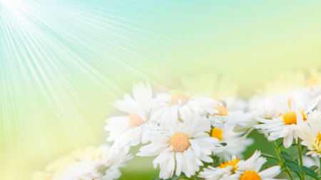 Lovely Sunlight - sun rays, daisy, spring, flowers, nature, green, sun light, sun, sky