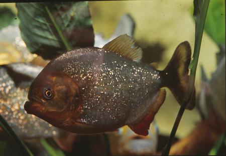 Piranha Chompers - fish, mean, predatory, piranha