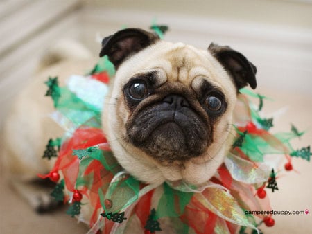 Too Much Egg Nog - christmas, pug, dog, decoration