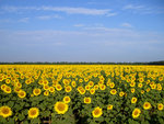 Sunflower field