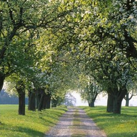 Pear-trees-and-road