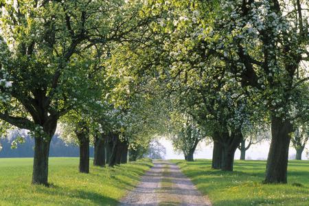 Pear-trees-and-road - road, trees, silence, green