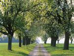 Pear-trees-and-road