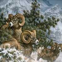 Rocky-Mountain-Big-Horn-Sheep