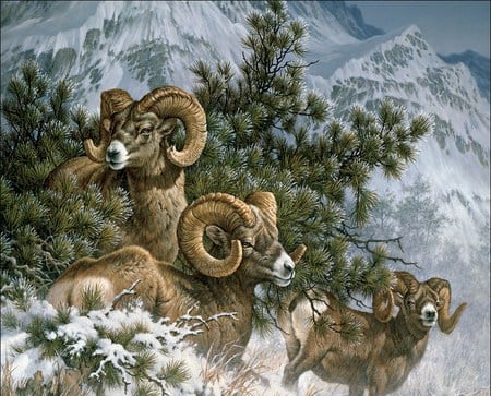 Rocky-Mountain-Big-Horn-Sheep - sheep, tree, mountain, snow