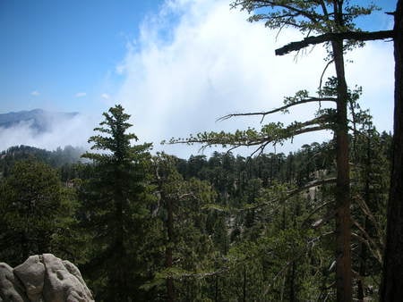 pine-jungle - nature, forest, pine-jungle, pines