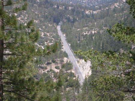 a-way-to-heaven - road, pines, forests, nature