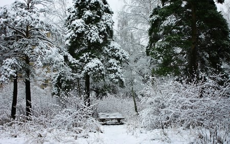 Winter - beauty, trees, peaceful, winter, bench, lovely, nature, white, cold, pretty, snow, beautiful, tree